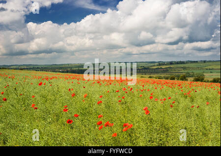 Poppy field overlooking the Harringworth railway viaduct across the River Welland valley  between Northamptonshire and Rutland Stock Photo