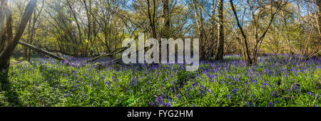 A Beautiful Picture of Bluebells in a wiltshire woodland near Oaksey known as Bluebell Woods . Stock Photo