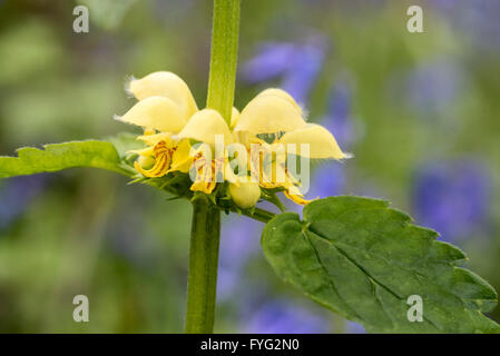 Flowers of Yellow Archangel in Plumpton Wood Stock Photo