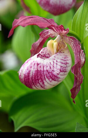 Close up of a Cypripedium Kentucky Pink Blush Orchid on Display at the Harrogate Spring Flower Show. Yorkshire UK. Stock Photo