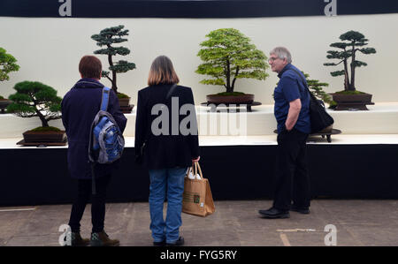 Three People Looking at  Bonsai Trees on Display in the Plant Pavilion at the Harrogate Spring Flower Show. Yorkshire UK. Stock Photo
