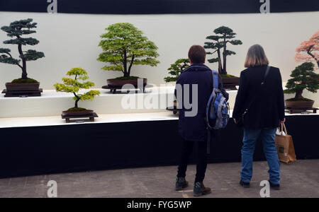 Two Women Looking at  Bonsai Trees on Display in the Plant Pavilion at the Harrogate Spring Flower Show. Yorkshire UK. Stock Photo