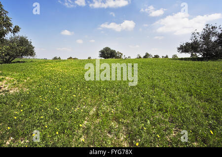 Midday on blossoming hills of hot coast of Mediterranean sea - grass, and trees Stock Photo