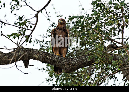 Wahlberg's Eagle ( Aquila wahlbergi ) Perched on tree branch,  Kruger National Park South Africa Stock Photo