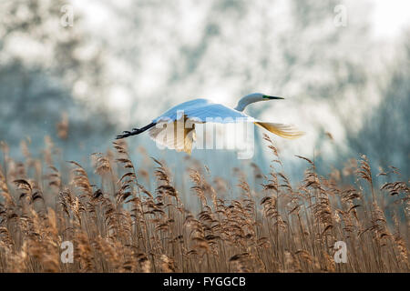 A great egret gliding over reeds Stock Photo