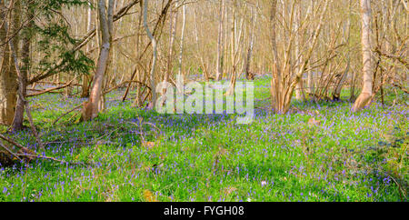 Bluebells in a woodland clearing with trees and grass in spring Stock Photo