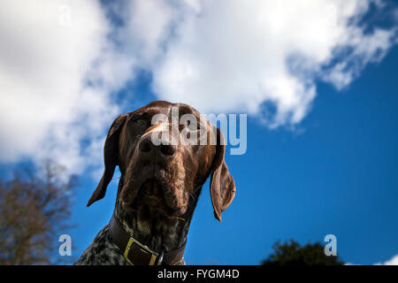 Portrait of German Shorthaired Pointer Dog Stock Photo