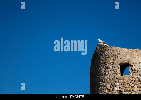 Seagull standing on an ancient tower near the sea in Calpe, Alicante Stock Photo