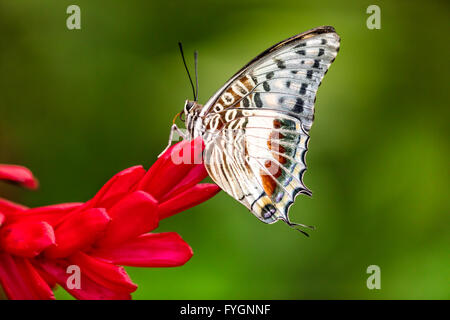 Closeup macro photo of butterfly Large Tree Nymph (Idea leuconoe) on flower blossom, low depth of focus Stock Photo