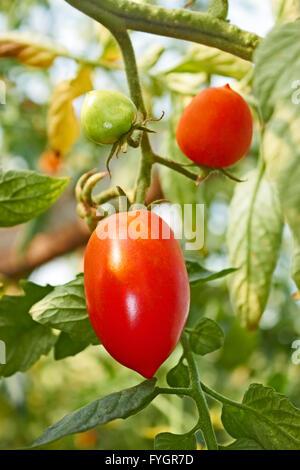 Red oblong tomatoes in greenhouse Stock Photo