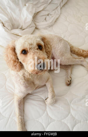 Cute Labradoodle dog lying on an unmade bed and looking up at the camera Stock Photo