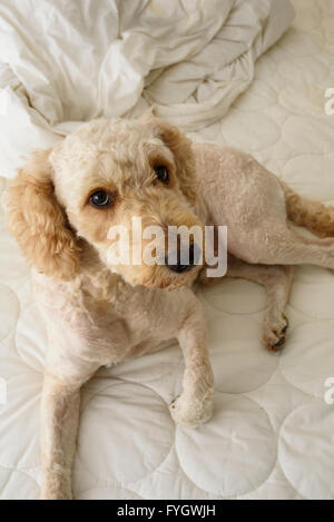 Cute Labradoodle dog lying on an unmade bed and looking up at the camera Stock Photo