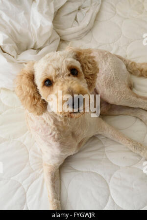 Cute Labradoodle dog lying on an unmade bed and looking up at the camera Stock Photo