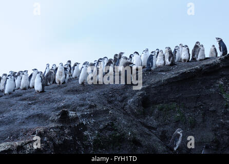 Moulting adult and young Chinstrap Penguins (Pygoscelis antarctica) stand on black volcanic sand in their nesting colony. Stock Photo