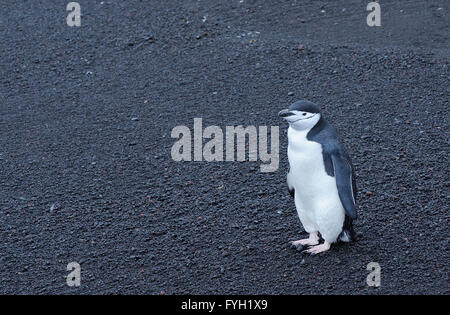 A Chinstrap Penguin (Pygoscelis antarctica) stands on the black volcanic sand on the  beach of Saunders Island. Stock Photo