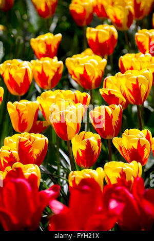 Stunning tulips on display at Keukenhof, Netherlands. Keukenhof is also known as the Garden of Europe and is one of the world's  Stock Photo