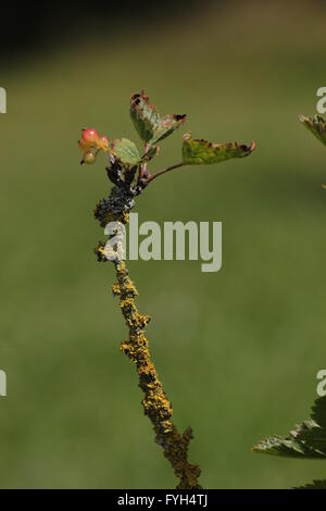 Last fruit on a white currant bush (Ribes rubrum) infested with lichen. Stock Photo