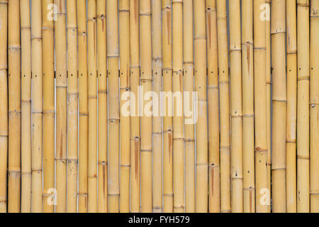 Background of yellow natural bamboo vertical trunk bodies with gaps between Stock Photo