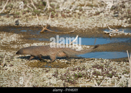 Egyptian Mongoose (Herpestes ichneumon) The Egyptian mongoose is the largest of all African mongooses and lives near water in fo Stock Photo