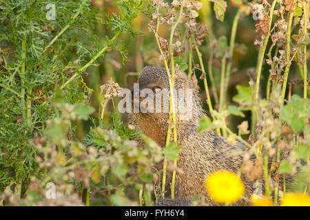 Egyptian Mongoose (Herpestes ichneumon) The Egyptian mongoose is the largest of all African mongooses and lives near water in fo Stock Photo