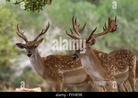 Male Mesopotamian Fallow deer (Dama mesopotamica) Photographed in Israel Carmel forest in July Stock Photo