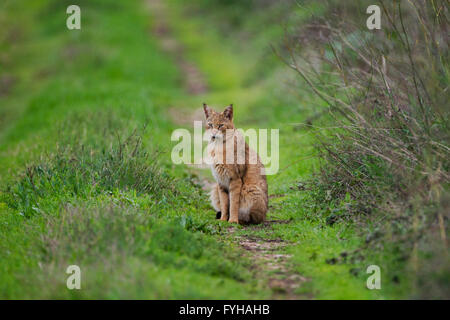 Jungle Cat (Felis chaus) in the wild. Sometimes called Reed Cat or Swamp Lynx. Photographed in Israel in the wild Stock Photo