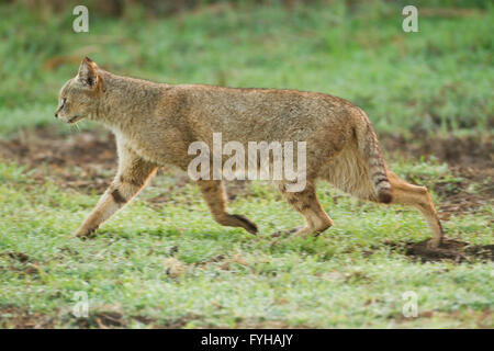 Jungle Cat (Felis chaus) in the wild. Sometimes called Reed Cat or Swamp Lynx. Photographed in Israel in the wild Stock Photo