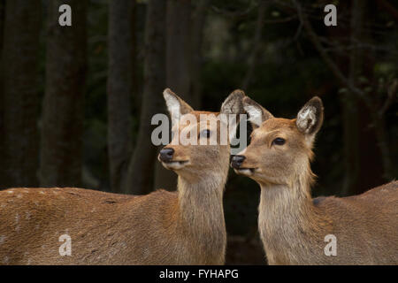 2 female Sika deer (Cervus nippon), also known as the spotted deer or the Japanese deer, Kinkazan Island, Japan Stock Photo