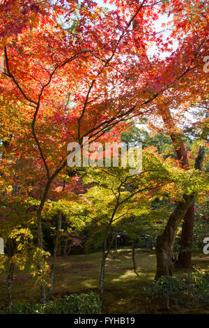 Autumn in Kyoto, Japan. The garden trees are red and yellow Stock Photo