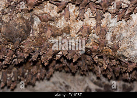 Larger Mouse-Tailed Bat (Rhinopoma microphyllum) on a cave wall, Photographed in Golan Heights, Israel Stock Photo