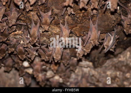 Larger Mouse-Tailed Bat (Rhinopoma microphyllum) on a cave wall, Photographed in Golan Heights, Israel Stock Photo