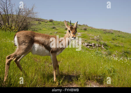 Mountain Gazelle (Gazelle gazelle). Photographed in the Lower Galilee, Israel. The Mountain gazella is the most common gazelle i Stock Photo