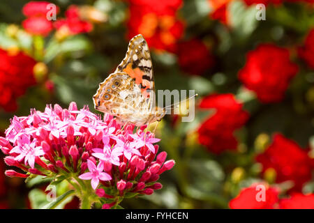 Painted Lady (Vanessa cardui) This butterfly is found in Europe, northern Africa, and western Asia. Photographed in Israel, Wint Stock Photo