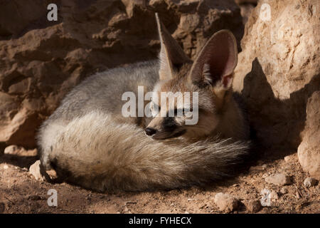 Israel, Negev Desert, Blanford's Fox (Vulpes cana)  a small fox found in certain regions of the Middle East. Stock Photo