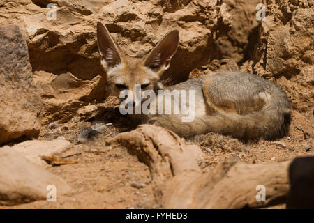 Israel, Negev Desert, Blanford's Fox (Vulpes cana)  a small fox found in certain regions of the Middle East. Stock Photo