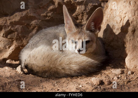 Israel, Negev Desert, Blanford's Fox (Vulpes cana)  a small fox found in certain regions of the Middle East. Stock Photo