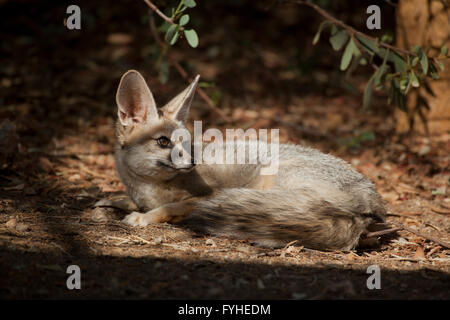 Israel, Negev Desert, Blanford's Fox (Vulpes cana)  a small fox found in certain regions of the Middle East. Stock Photo