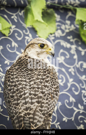 peregrine, falcon, medieval bird, wildlife concept Stock Photo