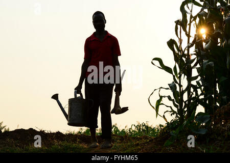 Malawi, Thyolo, irrigation in village Samuti, Silhouette of Farmer with watering can and hoe beside maize field, sun Stock Photo