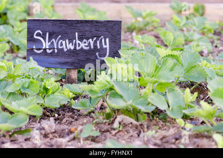 Strawberry sign in front of plants in vegetable patch. A handwritten painted sign in an English fruit garden Stock Photo