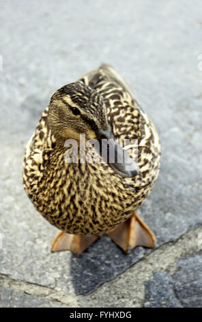 Duck (Mallard) Stock Photo