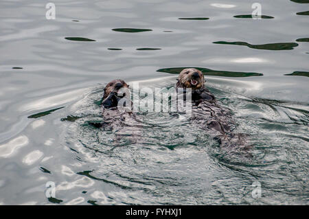 Two California sea otters appear to laugh and smile in the water of Morro Bay, California; laughing smiling sea otters play. Stock Photo