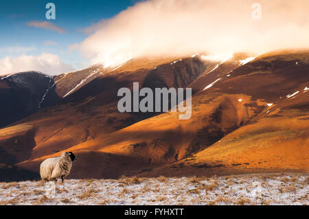 A sheep in a snow-covered field on the mountain of Latrigg, with Skiddaw mountain rising behind, in the English lake district. Stock Photo