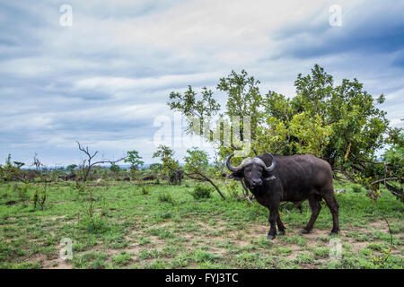 African wild buffalo in Kruger national park, South Africa ; Specie Syncerus caffer family of bovidae Stock Photo