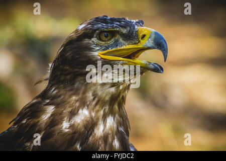prey, imperial eagle, head detail with beautiful plumage brown Stock Photo