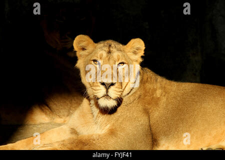 lioness in the sun Stock Photo