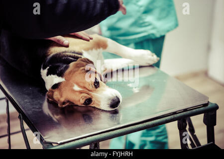 Dog at the vet in the surgery preparation room. Stock Photo