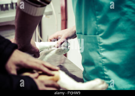 Dog at the vet in the surgery preparation room. Stock Photo