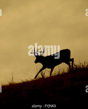 Whitetail Deer buck running along a ridge top on the Flathead Indian Reservation in western Montana Stock Photo