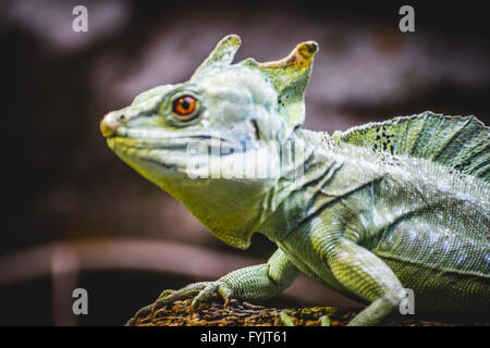 chameleon, scaly lizard skin resting in the sun Stock Photo